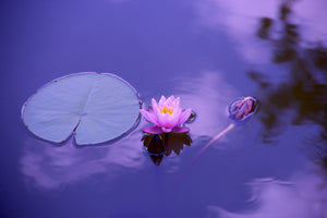 modern-3-piece-canvas-print-lotus-flower