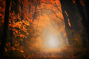 3-piece-canvas-print-autumn-light-in-the-forest