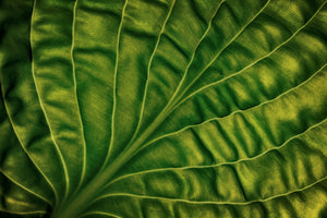 3-piece-aluminium-print-leaf-of-a-hosta