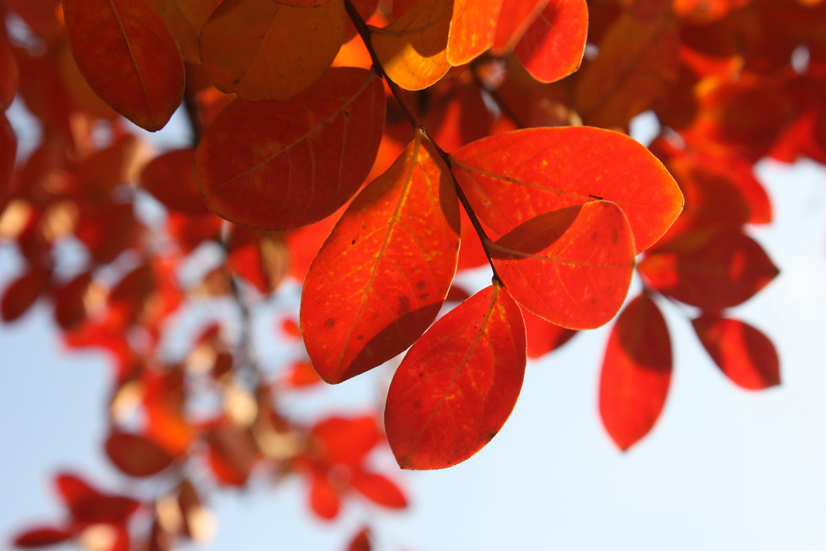 modern-3-piece-canvas-print-red-leaves-xl