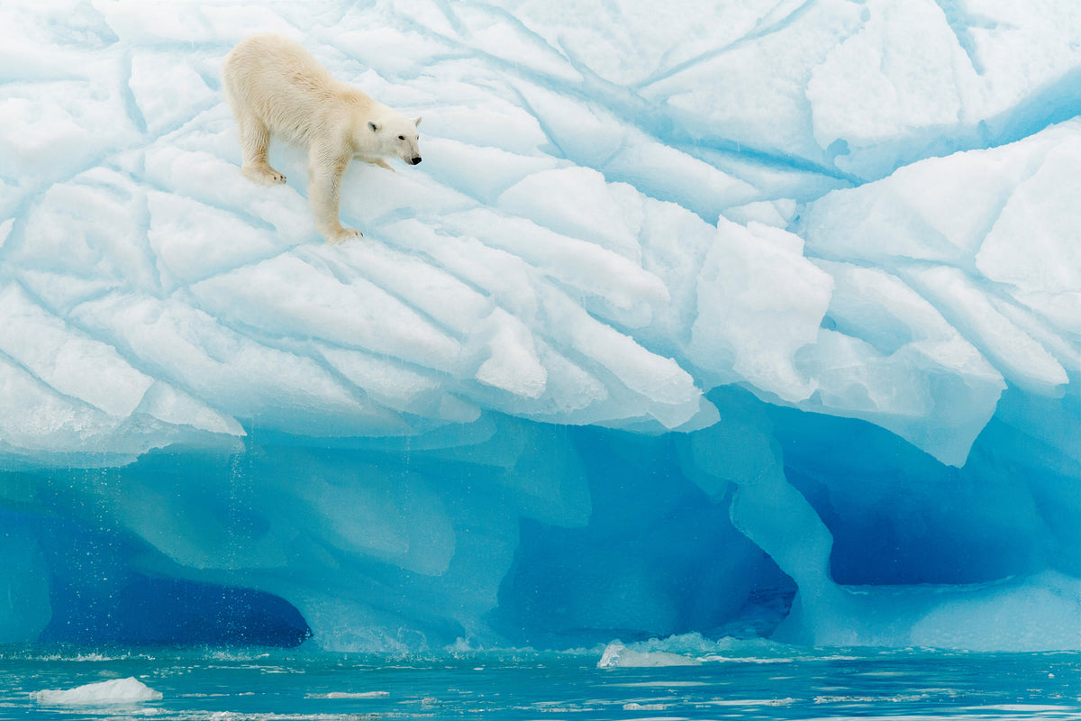 acrylic-print-polar-bear