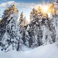 4-piece-canvas-print-fir-in-snow