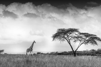 poster-print-and-i-dreamed-of-africa-x