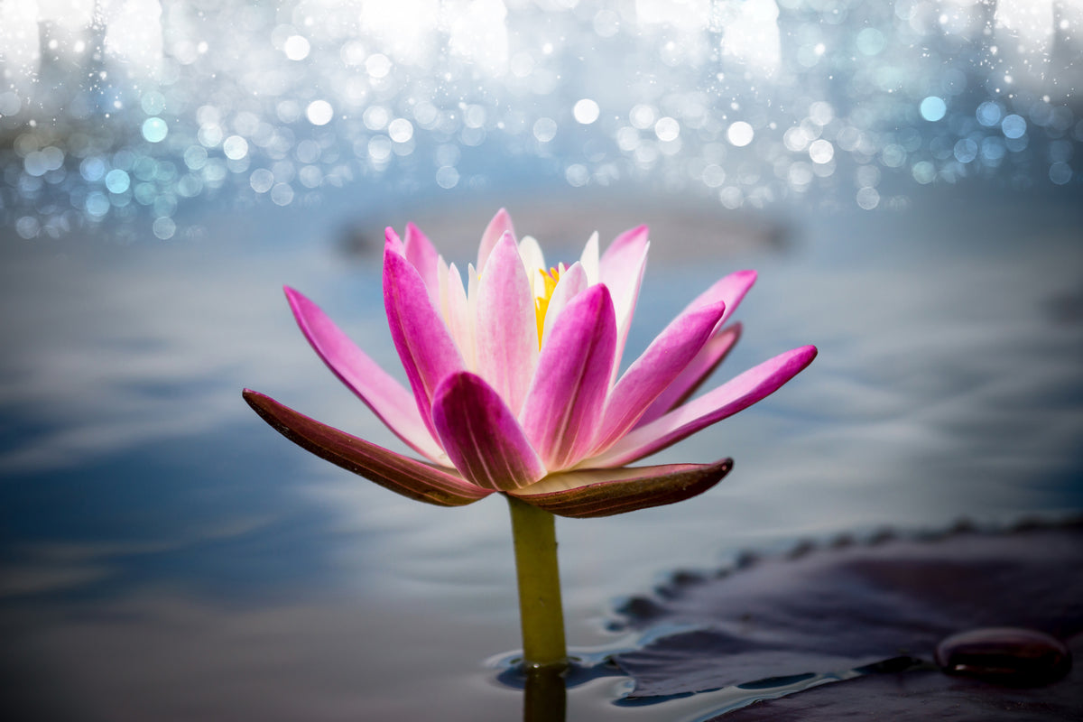 3-piece-canvas-print-lotus-in-the-morning-dew