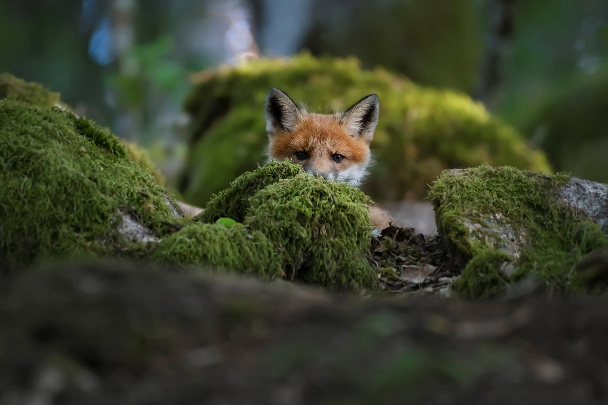 canvas-print-curious-fox-x