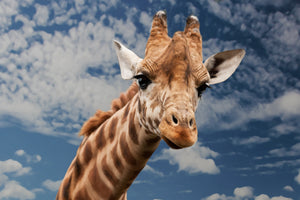 3-piece-acrylic-print-attention-giraffe