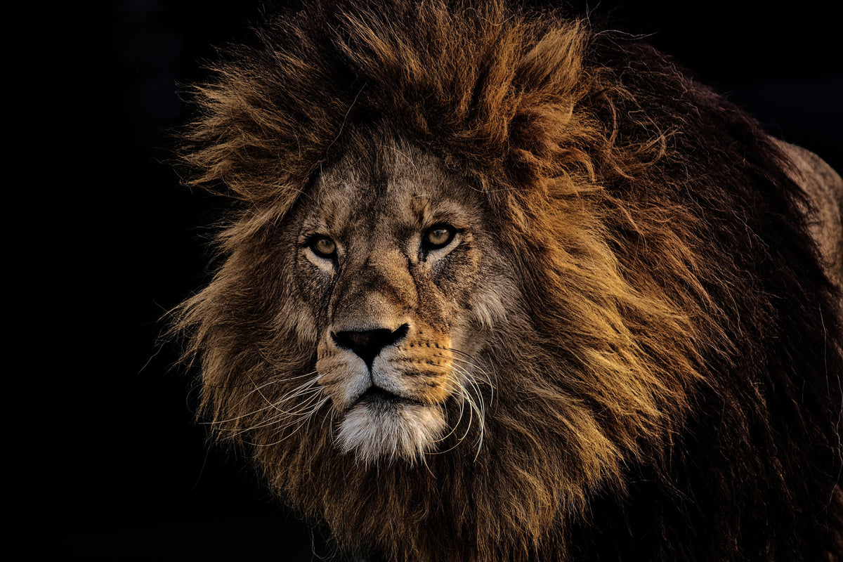 3-piece-aluminium-print-portrait-of-a-lion