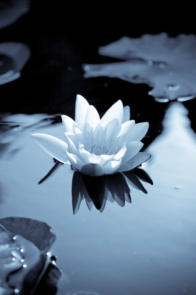 poster-print-black-and-white-photograph-waterlily