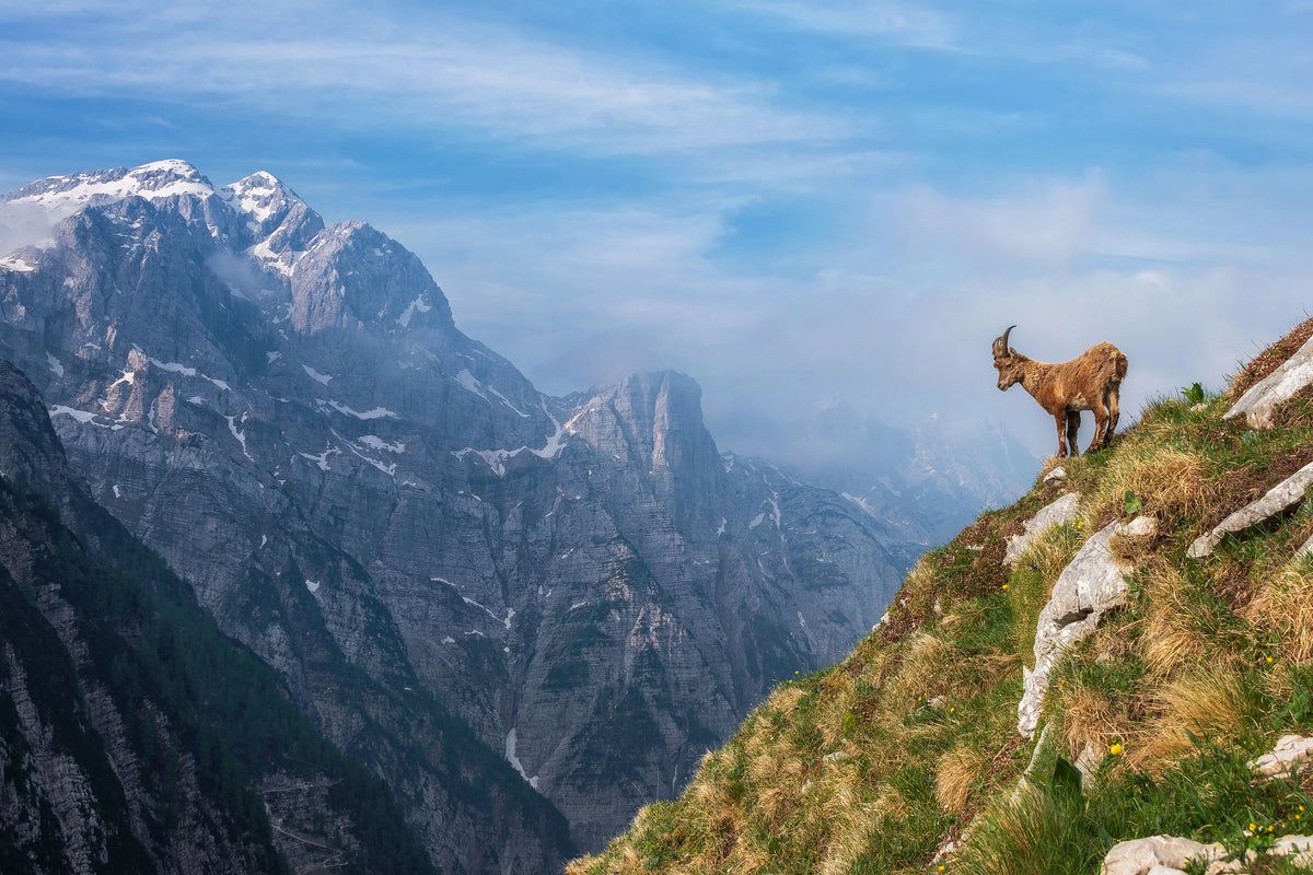 aluminium-print-alpine-ibex-in-the-mountains-x