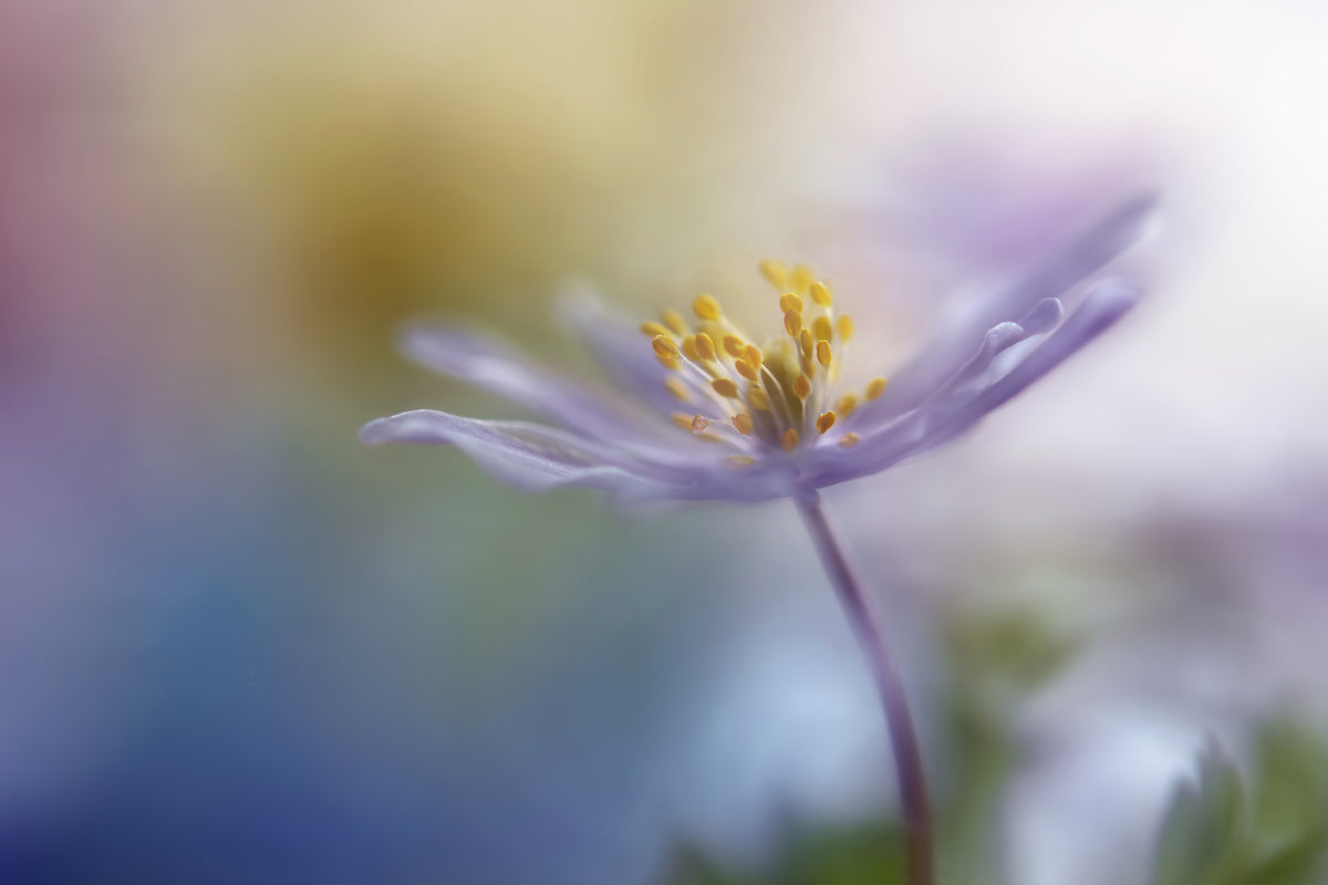 modern-3-piece-aluminium-print-springtime-watercolor