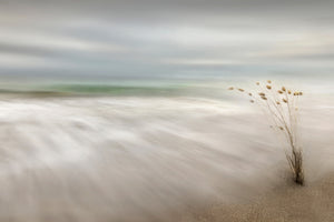 aluminium-print-ears-in-the-sea-x