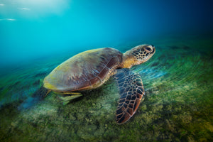 modern-3-piece-canvas-print-green-turtle