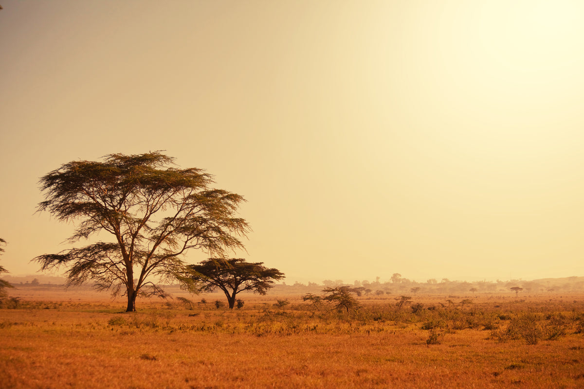 acrylic-print-pastures-in-kenya