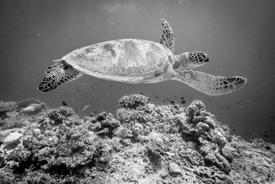 poster-print-sea-turtle-at-sipadan-x