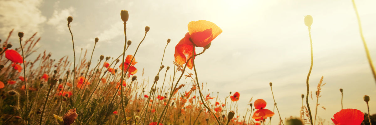 panoramic-aluminium-print-the-poppy-field-at-sunrise-panorama