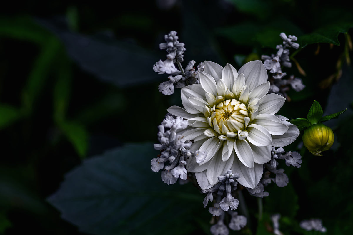 3-piece-canvas-print-dahlia-flower
