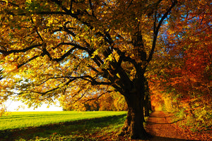 acrylic-print-trees-in-the-autumn