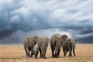 poster-print-elephant-walk-x