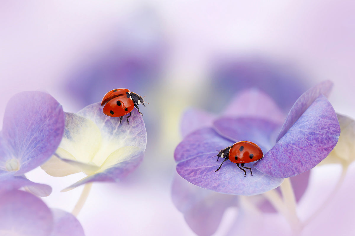 canvas-print-red-and-purple-x