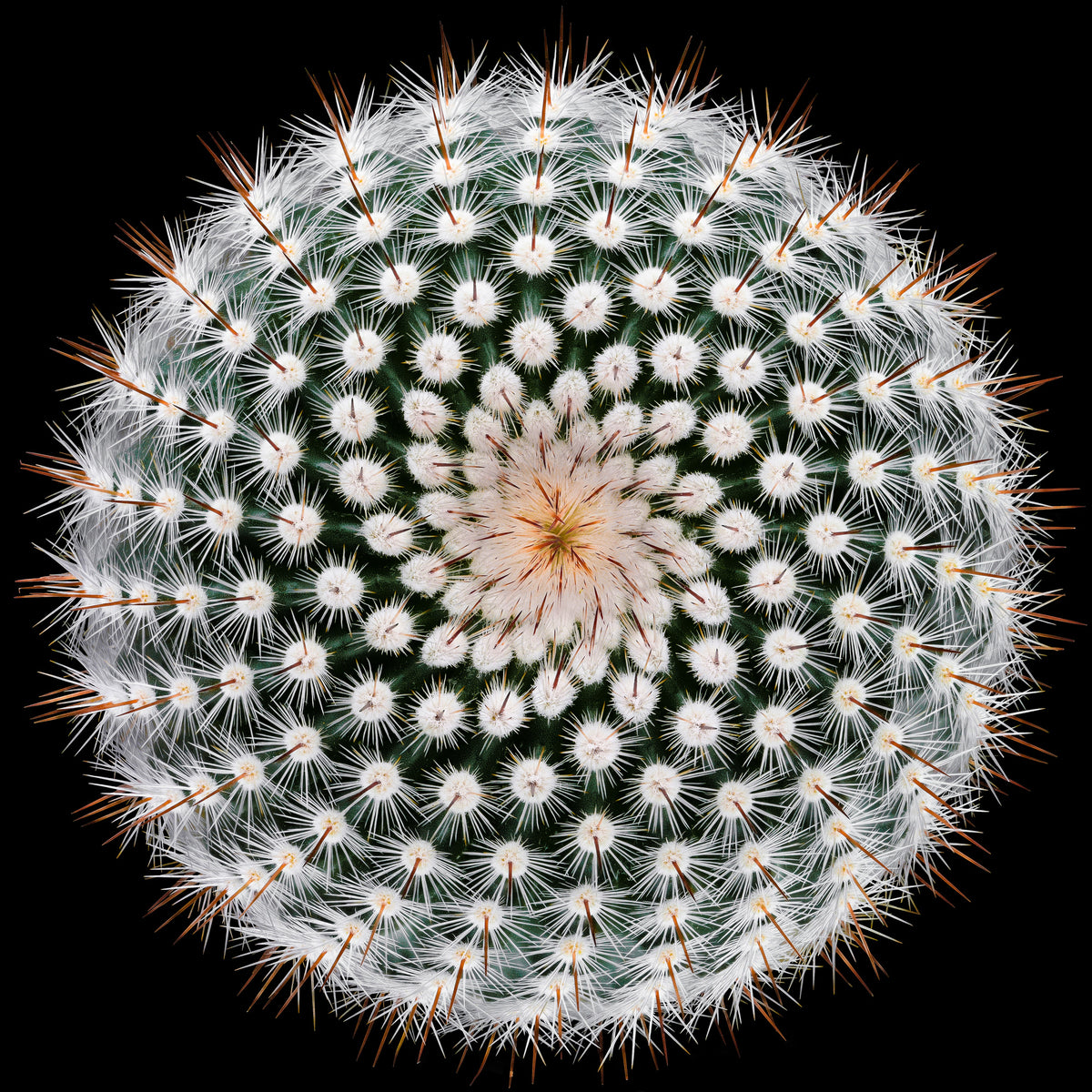 4-piece-aluminium-print-notocactus-scopa