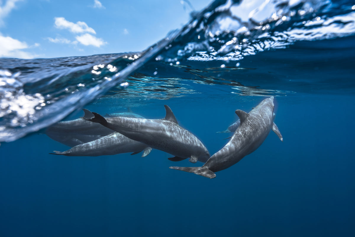 3-piece-canvas-print-dolphins
