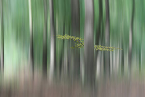 acrylic-print-summermorning