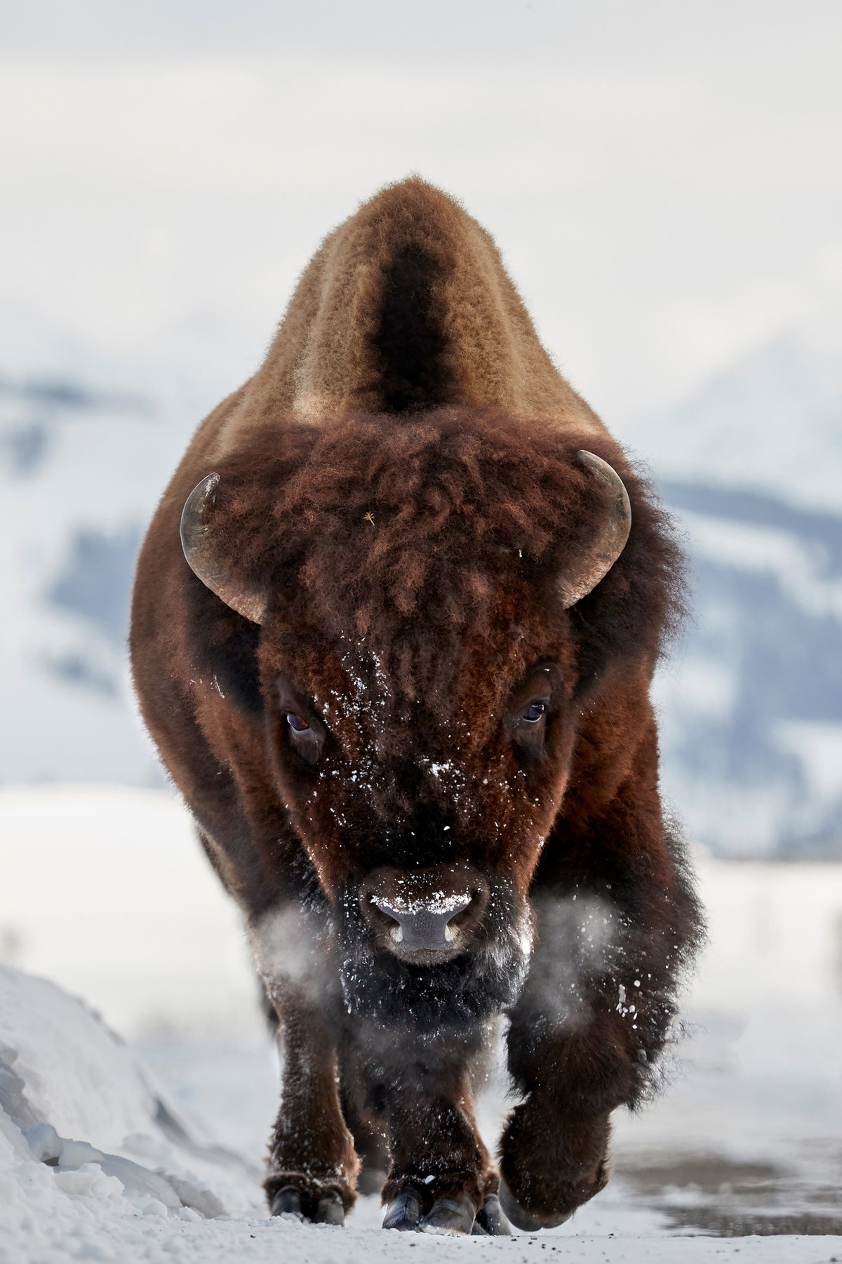 framedposter-print-bison-incoming-x