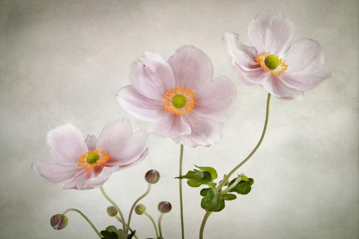 acrylic-print-anemones-ii