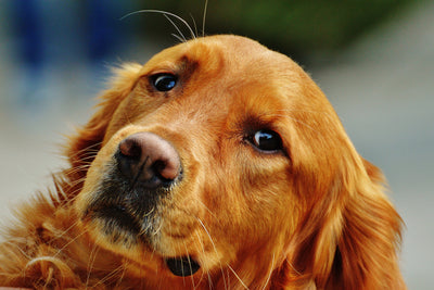 poster-print-faithful-irish-setter
