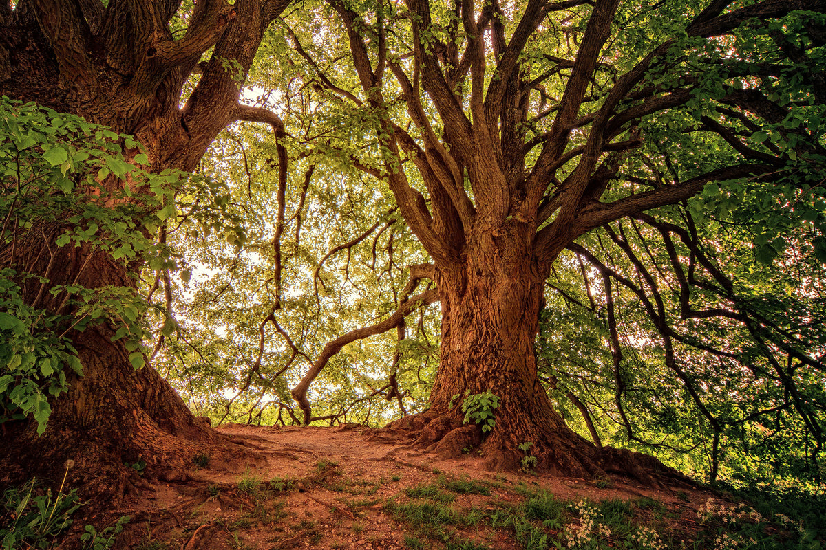 3-piece-canvas-print-in-the-dense-forest