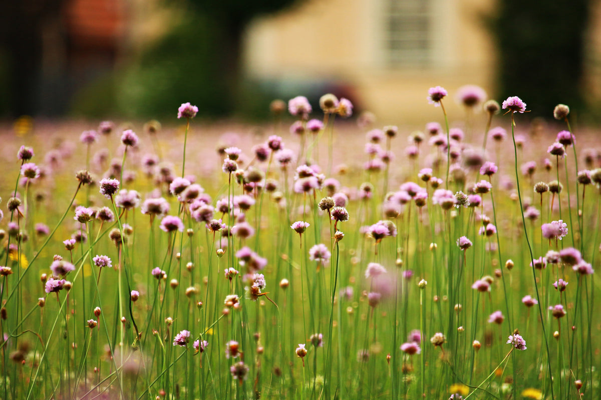 poster-print-a-meadow-full-of-flowers