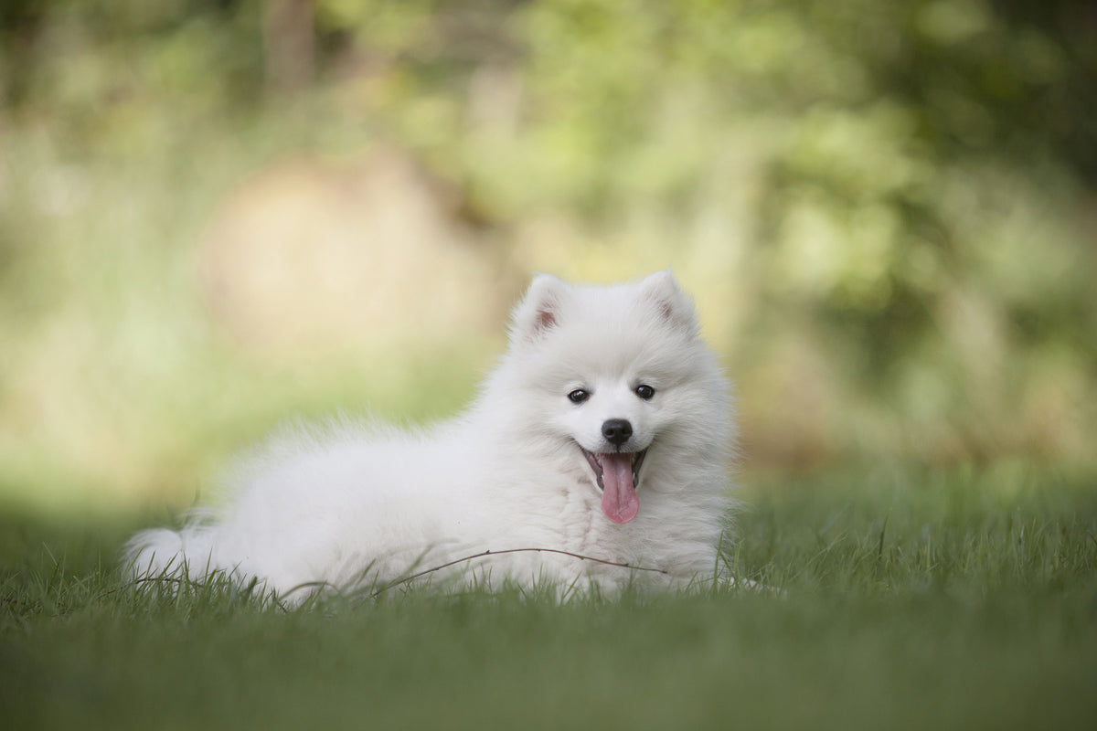 framedcanvas-print-cute-spitz-puppy