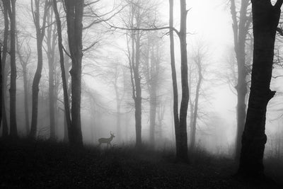 poster-print-forest-xue