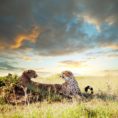 poster-print-cheetahs