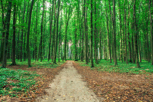 modern-3-piece-aluminium-print-pine-forests