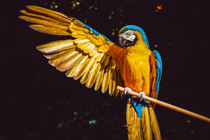 acrylic-print-the-macaw
