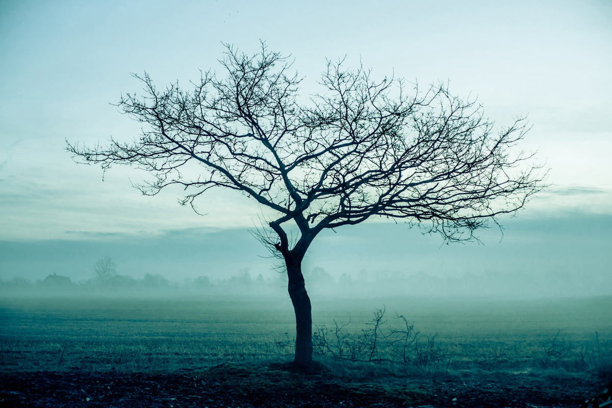 3-piece-canvas-print-the-magic-tree