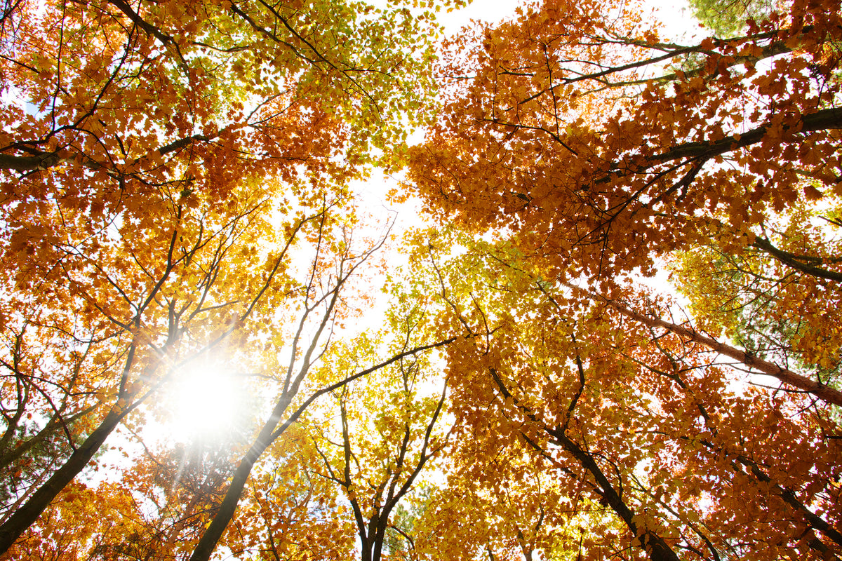 modern-3-piece-canvas-print-enlightened-autumn-trees