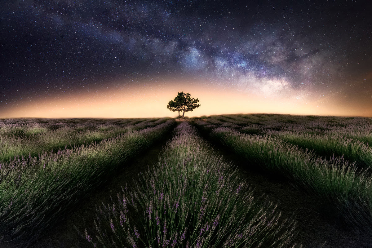 framedcanvas-print-lavender-way