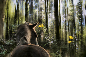canvas-print-sound-are-forest