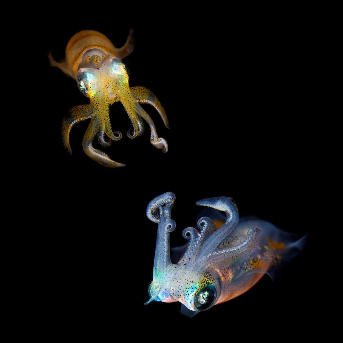 4-piece-acrylic-print-sea-jewels