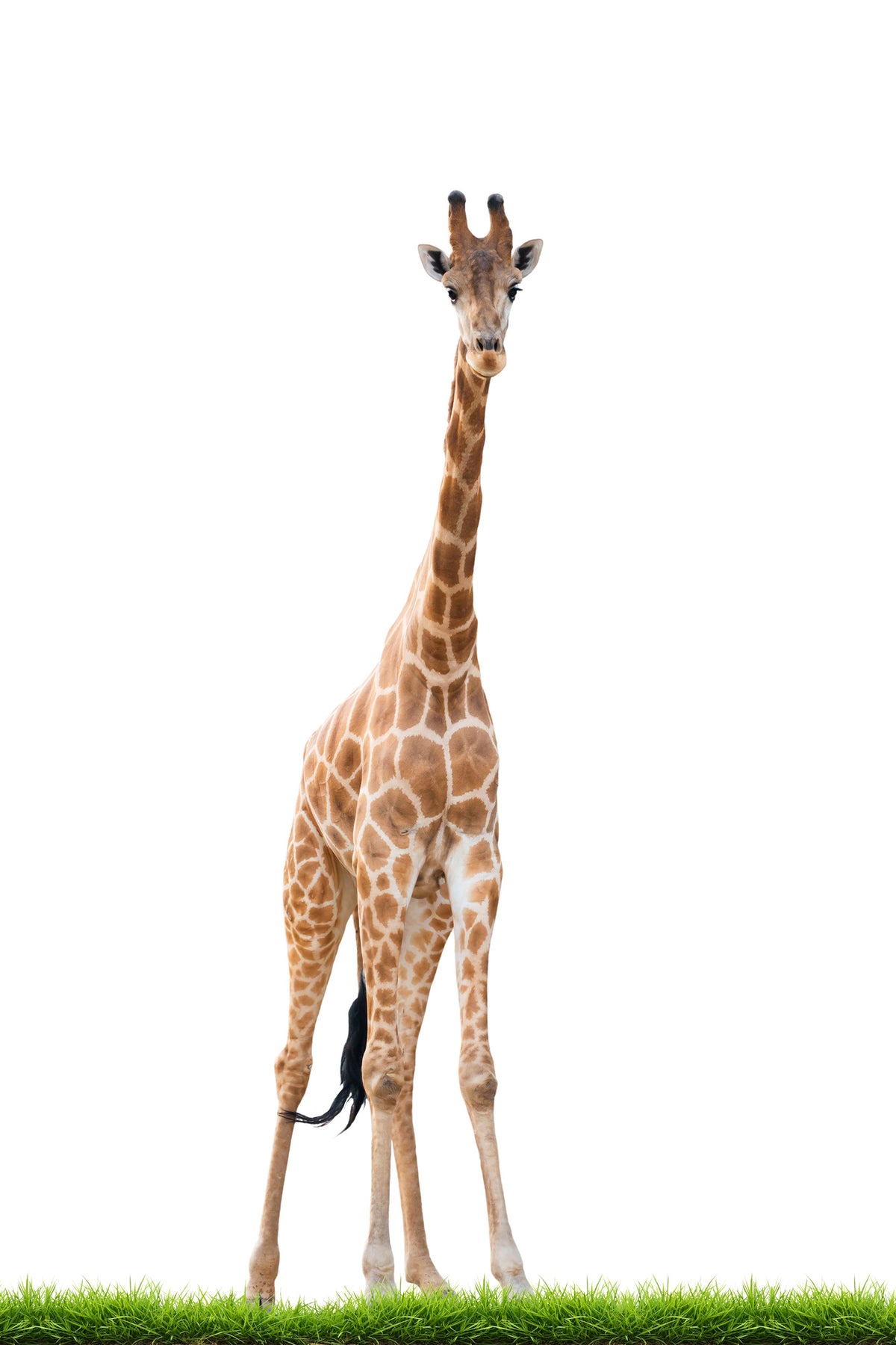 aluminium-print-the-long-giraffe