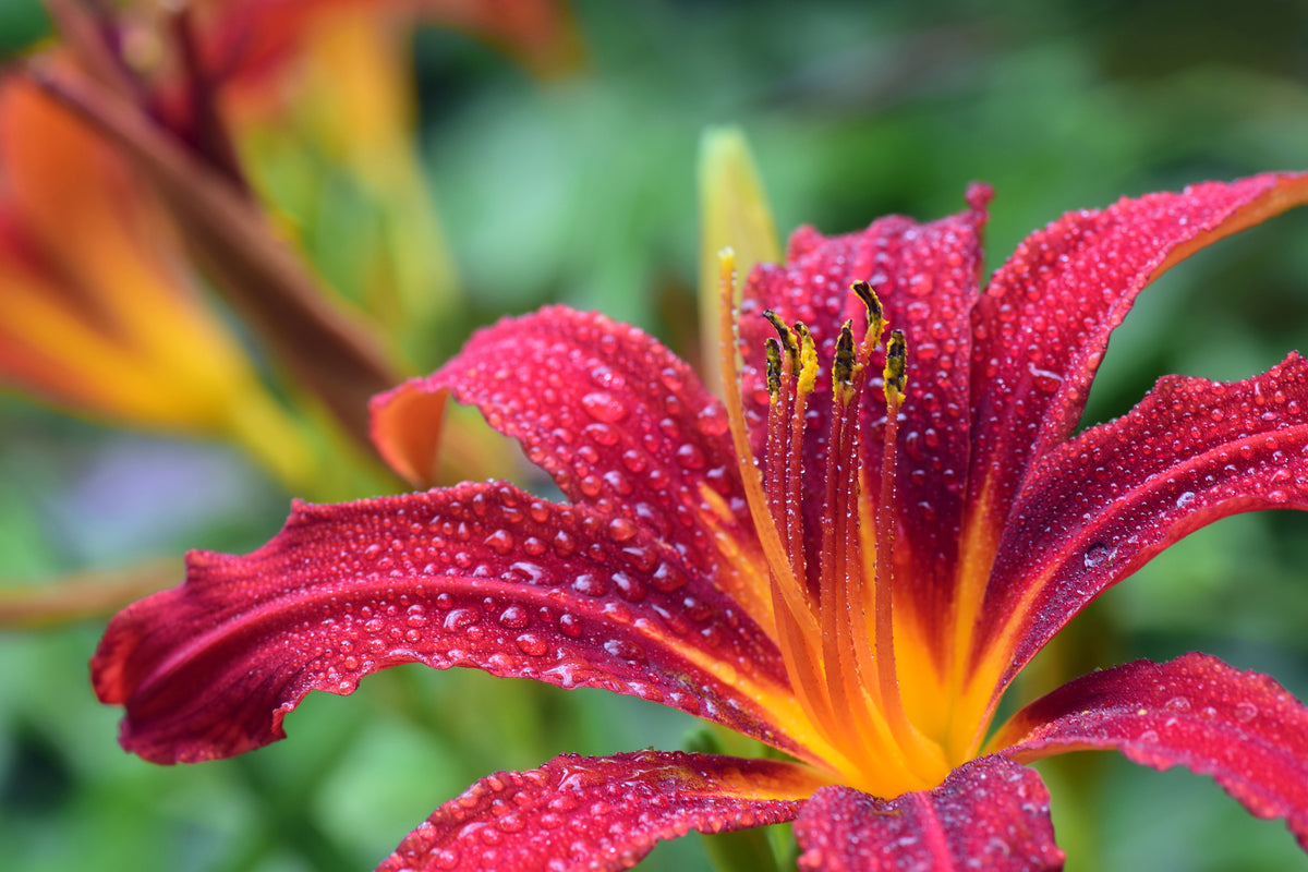 aluminium-print-lily-flower-in-pink-xl