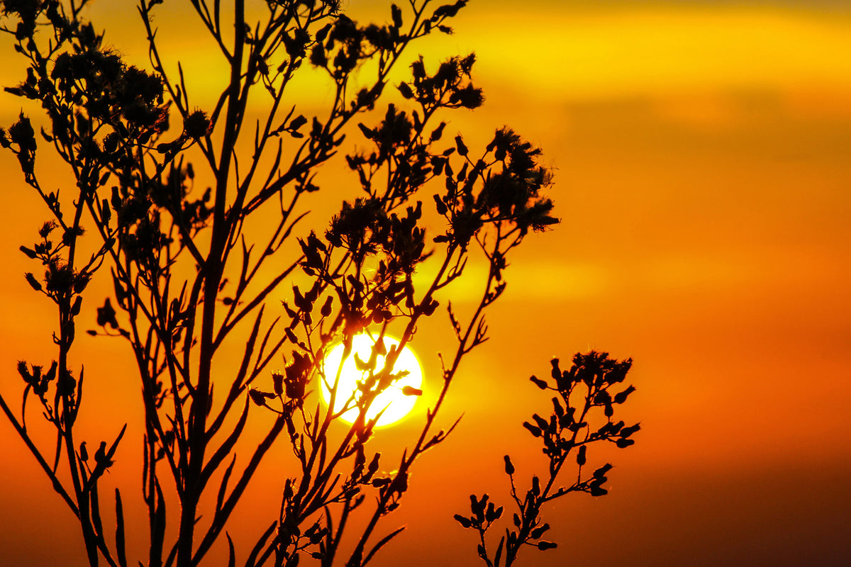 framedposter-print-a-shrub-in-the-sunset