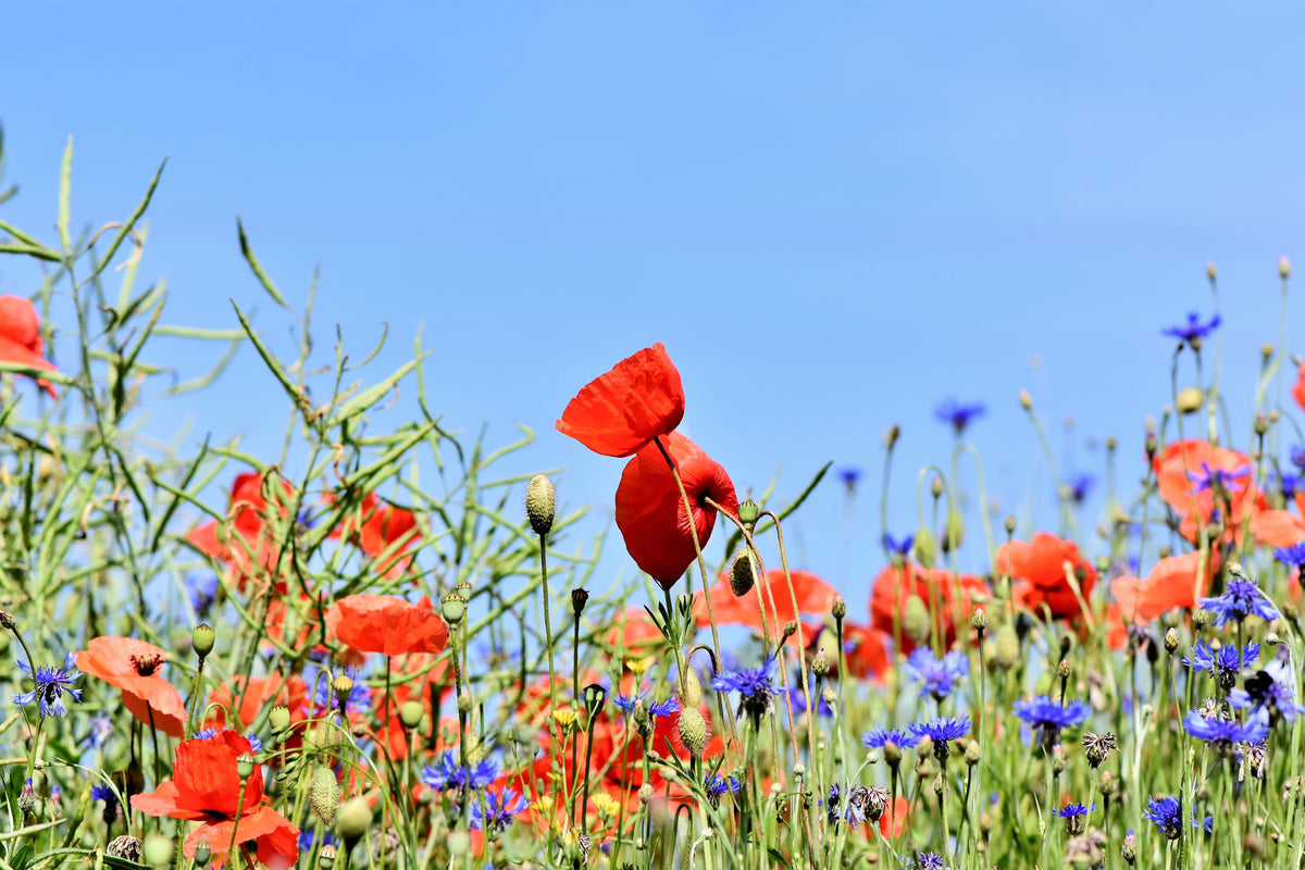 framedposter-print-the-poppy-in-the-flower-meadow