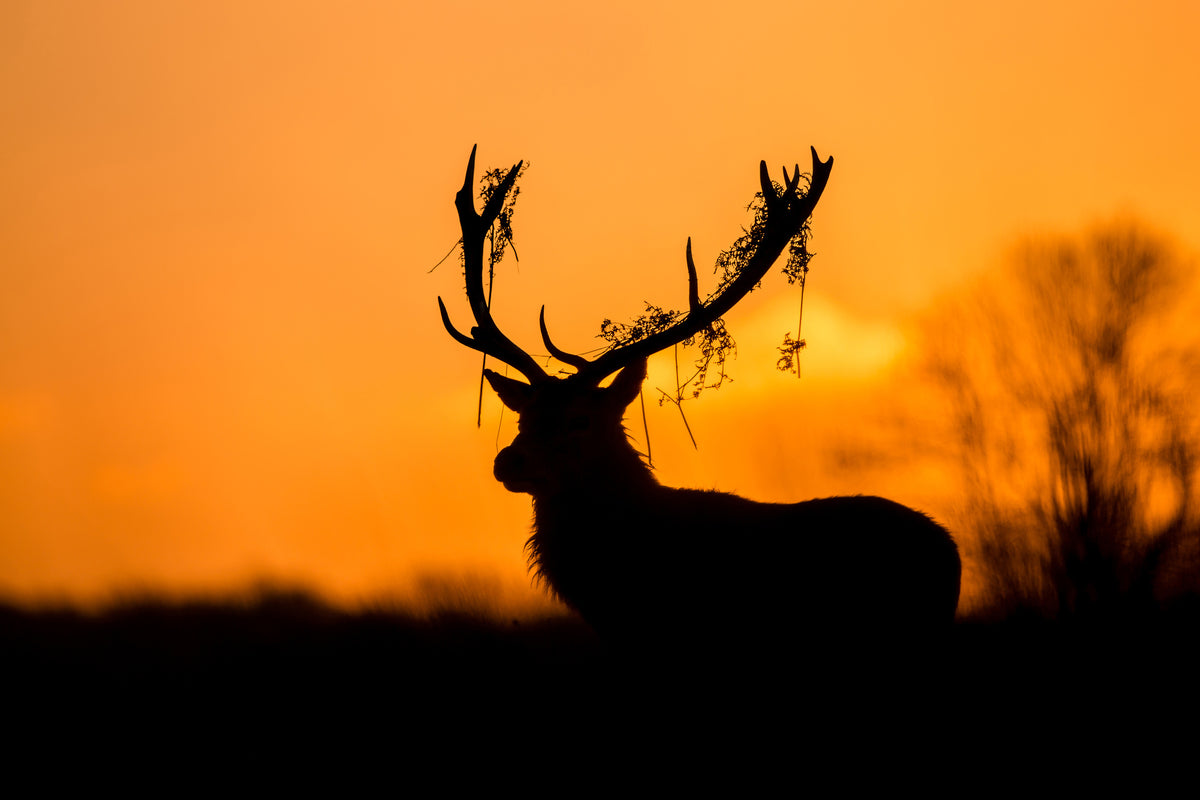 framedposter-print-red-deer-stag-silhouette-x