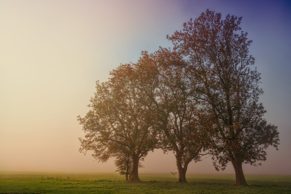 3-piece-canvas-print-the-crooked-tree