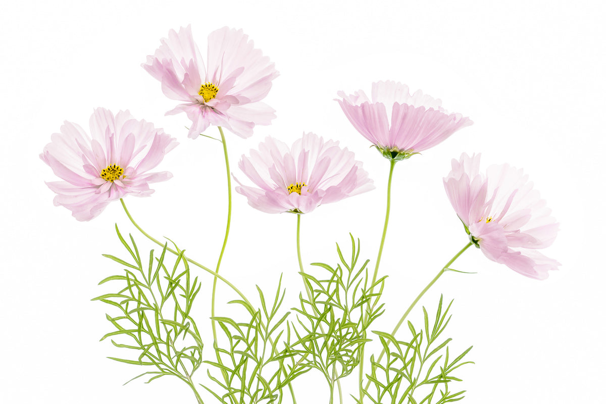 modern-3-piece-acrylic-print-cosmos-cupcake