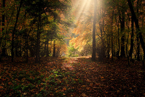 poster-print-the-deciduous-forest