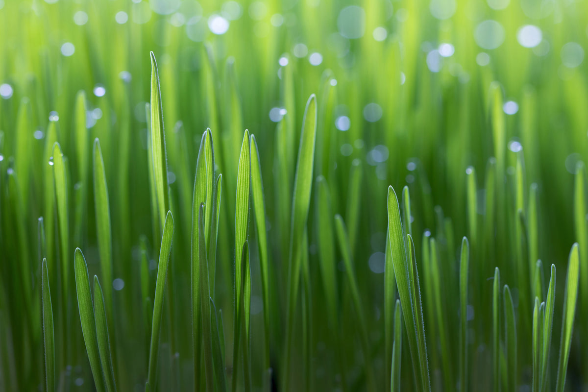 acrylic-print-wheat-x